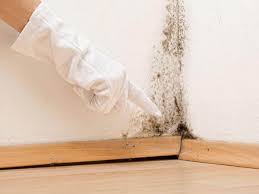 Best Commercial Mold Inspection in Stormstown, PA